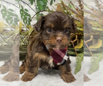 Small Photo #13 Shorkie Tzu Puppy For Sale in SELLERSBURG, IN, USA