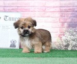 Small Photo #4 Shorkie Tzu Puppy For Sale in BEL AIR, MD, USA