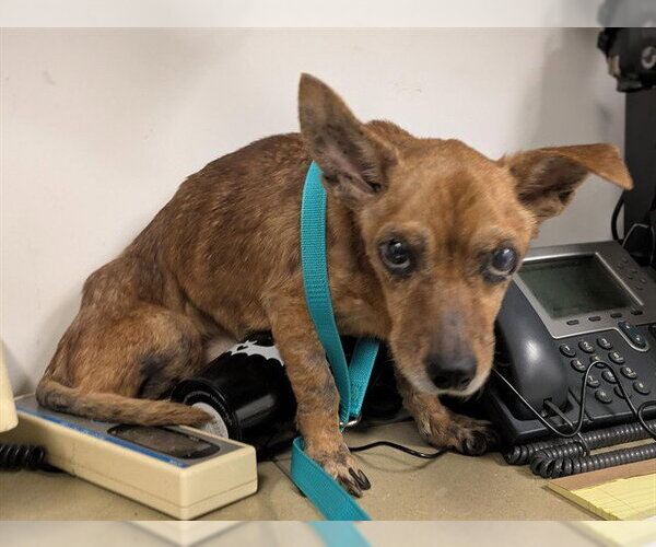 Medium Photo #1 Chihuahua Puppy For Sale in Corona, CA, USA