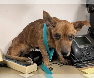 Chihuahua Dogs for adoption in Corona, CA, USA