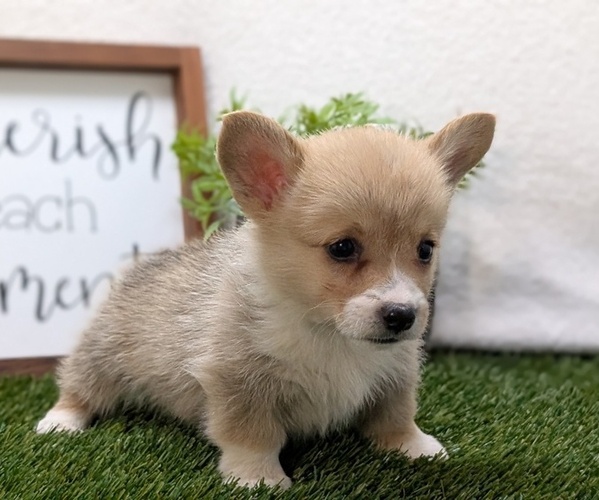 Medium Photo #3 Pembroke Welsh Corgi Puppy For Sale in GOSHEN, IN, USA