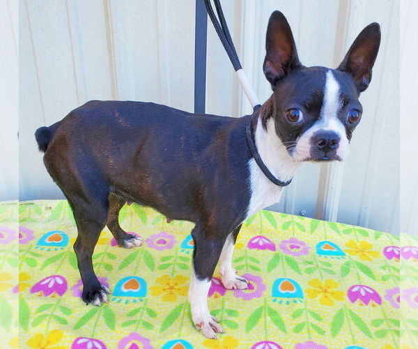 Medium Photo #2 Boston Terrier Puppy For Sale in Mountain View, MO, USA