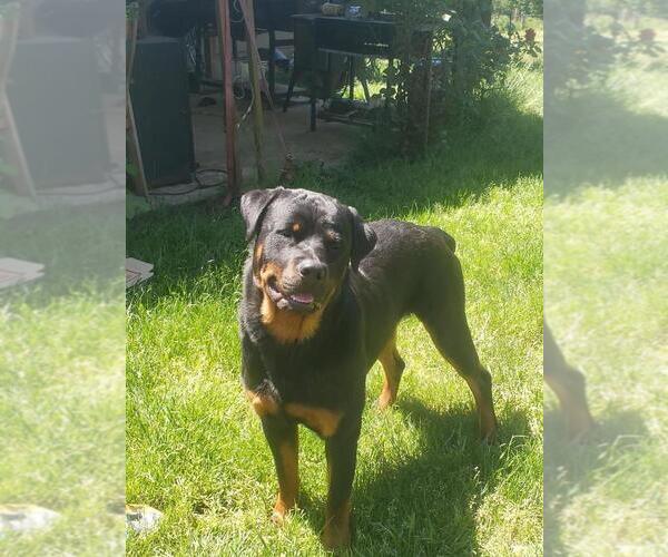 Medium Photo #3 Rottweiler Puppy For Sale in GRESHAM, OR, USA