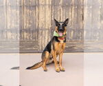 Small #22 German Shepherd Dog Mix
