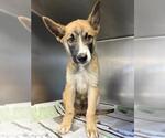 Small German Shepherd Dog Mix