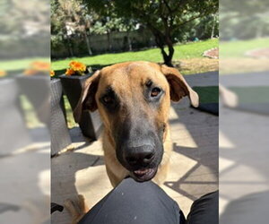 Zeppelin - Male Great Dane-Unknown Mix Dog for Adoption - Photo #6