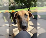 Small Photo #6 Great Dane-Unknown Mix Puppy For Sale in Brooklyn Center, MN, USA