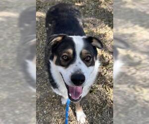 Australian Shepherd-Unknown Mix Dogs for adoption in Redlands, CA, USA