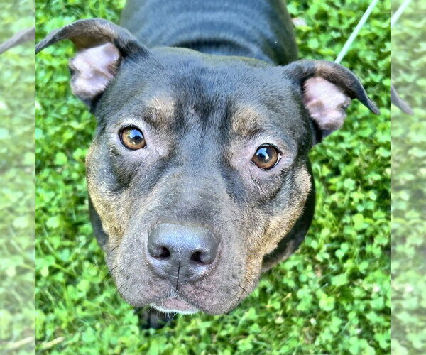 Medium Photo #17 Staffordshire Bull Terrier-Unknown Mix Puppy For Sale in Brewster, NY, USA