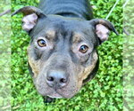 Small #16 Staffordshire Bull Terrier Mix