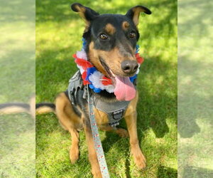 Keary - Female German Shepherd Dog Dog for Adoption - Photo #8