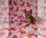 Puppy 3 Yorkshire Terrier