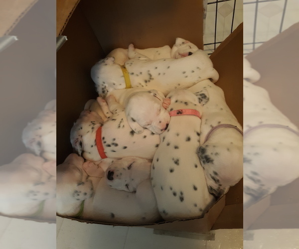 Medium Photo #14 Dalmatian Puppy For Sale in ROGERS, MN, USA