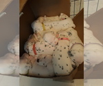 Small Photo #14 Dalmatian Puppy For Sale in ROGERS, MN, USA