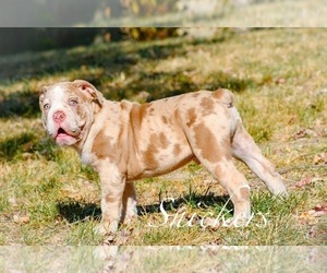 Olde English Bulldogge Puppy for sale in CINCINNATI, OH, USA