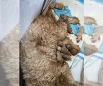 Small Photo #21 Goldendoodle Puppy For Sale in NEW YORK, NY, USA