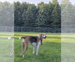 Small #5 American Foxhound-Beagle Mix