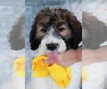 Small Photo #6 Poodle (Standard)-Saint Berdoodle Mix Puppy For Sale in HOLDEN, MO, USA