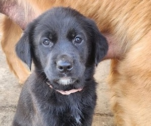 German Shepherd Dog-Golden Retriever Mix Puppy for sale in MODESTO, CA, USA