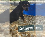 Small Photo #3 Rat Terrier-Unknown Mix Puppy For Sale in Oakhurst, NJ, USA