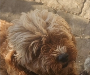 Father of the Cavapoo puppies born on 06/16/2025