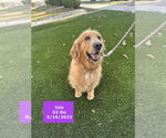 Small #4 Golden Retriever