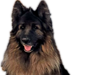 Father of the King Shepherd puppies born on 06/15/2026