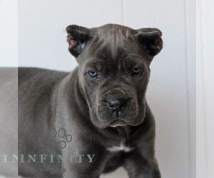 Cane Corso Puppy for sale in HONEY BROOK, PA, USA