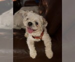 Small Photo #2 Shih Tzu-Unknown Mix Puppy For Sale in Morganville, NJ, USA