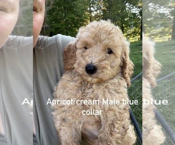 Medium Photo #1 Poodle (Standard) Puppy For Sale in STONEVILLE, NC, USA