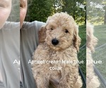 Puppy 2 Poodle (Standard)
