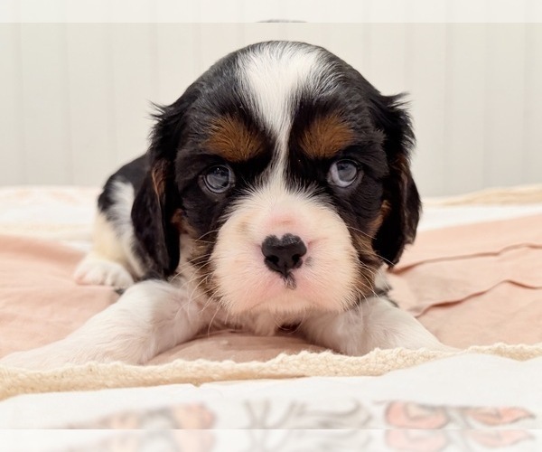 Medium Photo #7 Cavalier King Charles Spaniel Puppy For Sale in WAXAHACHIE, TX, USA
