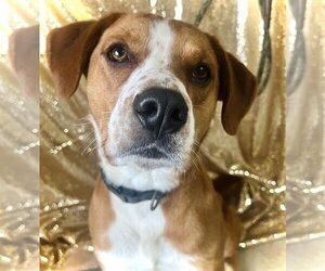 Labrador Retriever-Unknown Mix Dogs for adoption in Kansas City, MO, USA