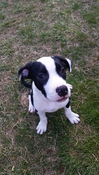 Medium Photo #1 American Pit Bull Terrier Puppy For Sale in CROFTON, MD, USA