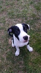 American Pit Bull Terrier Puppy for sale in CROFTON, MD, USA