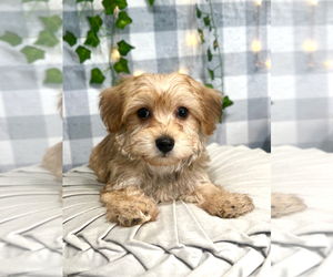 Morkie Puppy for Sale in MARIETTA, Georgia USA