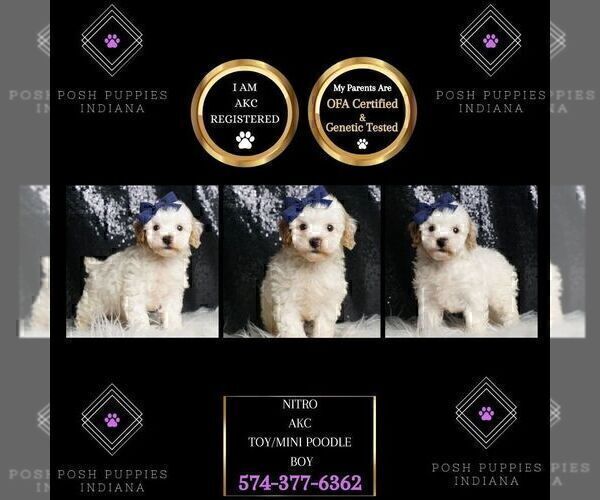 Medium Photo #108 Poodle (Toy) Puppy For Sale in WARSAW, IN, USA