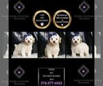 Small Photo #108 Poodle (Toy) Puppy For Sale in WARSAW, IN, USA