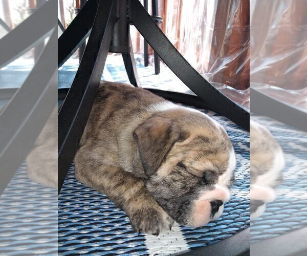 Medium Photo #3 Bulldog Puppy For Sale in TUNNEL HILL, GA, USA