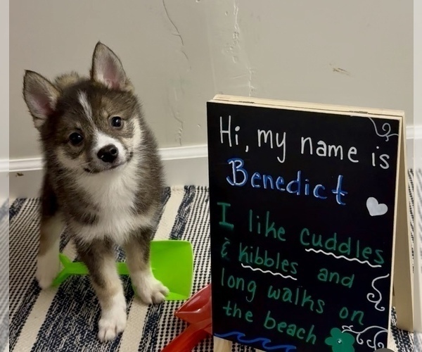Medium Photo #35 Pomsky-Shiba Inu Mix Puppy For Sale in NASHUA, NH, USA