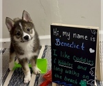 Small #4 Pomsky-Shiba Inu Mix