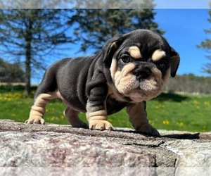 English Bulldog Puppy for sale in BEVERLY HILLS, CA, USA