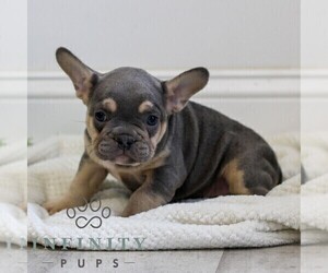 French Bulldog Puppy for sale in EPHRATA, PA, USA