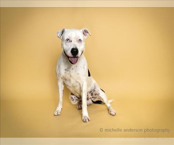 Medium Photo #1 American Pit Bull Terrier Puppy For Sale in Corona, CA, USA