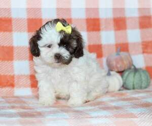 ShihPoo Puppy for sale in KANSAS CITY, MO, USA