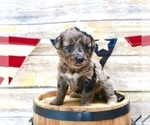 Small Photo #3 Aussiedoodle Puppy For Sale in LEXINGTON, AL, USA