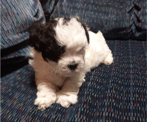 Medium Photo #1 Zuchon Puppy For Sale in MONMOUTH, IL, USA