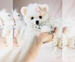 Small #2 Pomeranian