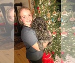 Small Photo #1 Cavapoo (Miniature) Puppy For Sale in WAUSEON, OH, USA
