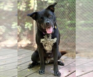 Labrador Retriever-Unknown Mix Dogs for adoption in Ellijay, GA, USA